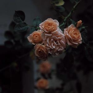 噼哩啪哩国语电影大全在线观看
